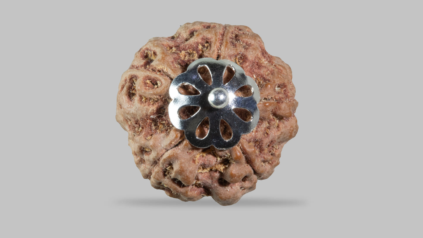 5 MUKHI RUDRAKSHA (22.60 mm)