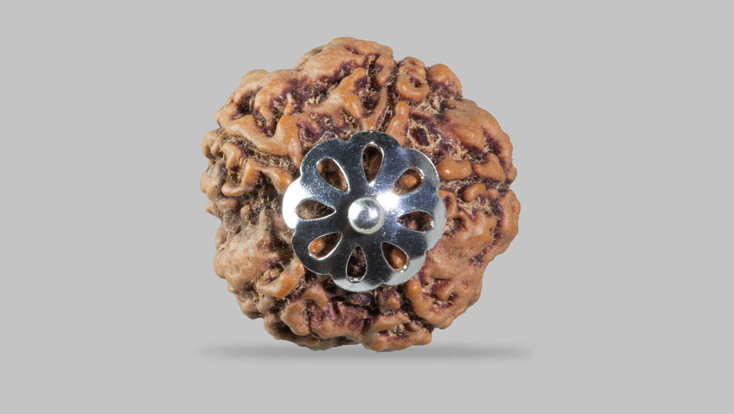 5 MUKHI RUDRAKSHA (22.04 mm)