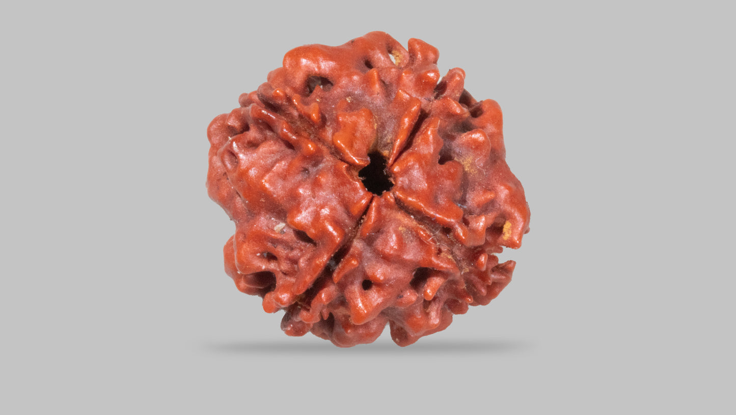 4 MUKHI RUDRAKSHA (18.50 mm)