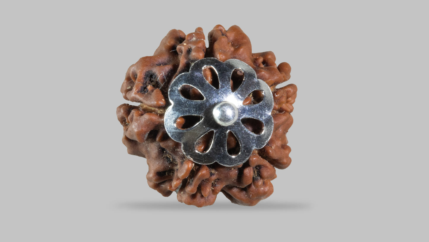 5 MUKHI RUDRAKSHA (19.18 mm)