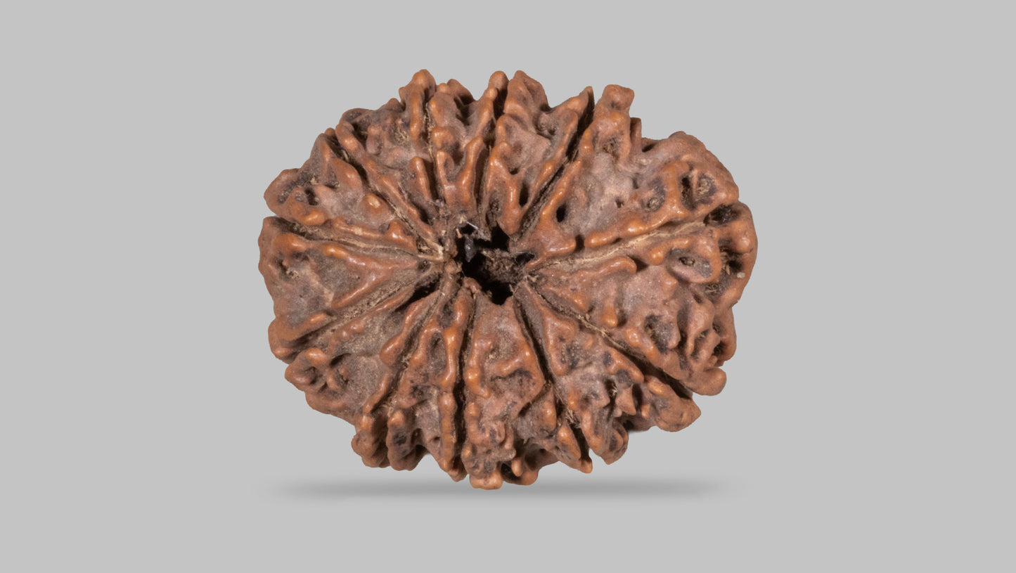 11 MUKHI RUDRAKSHA (31.65 mm)
