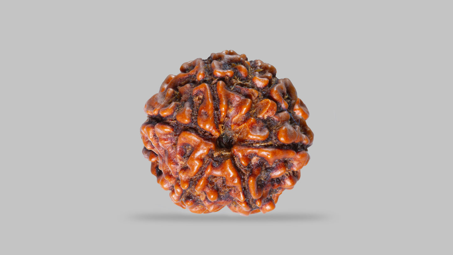 6 MUKHI RUDRAKSHA (20.70 mm )