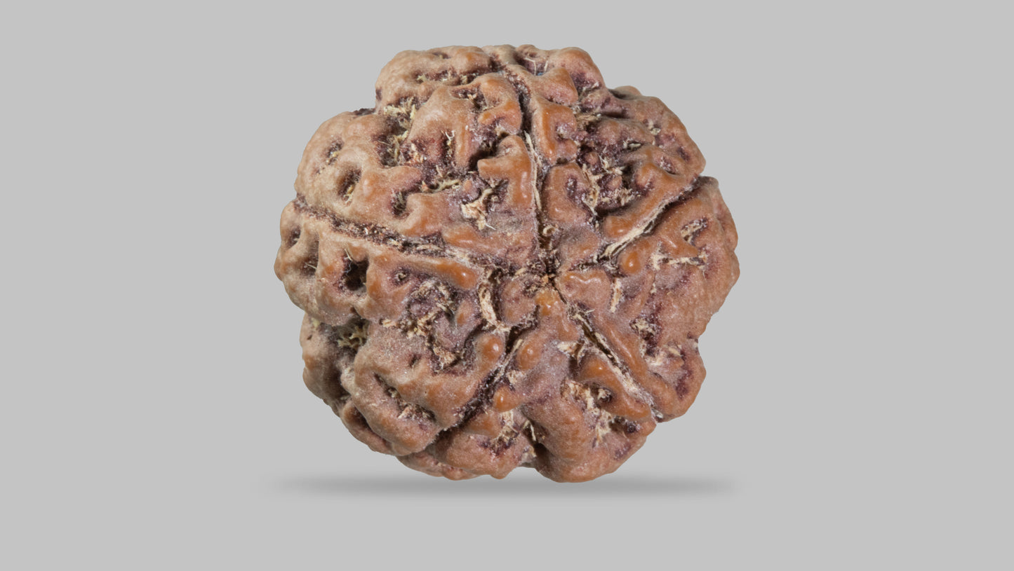 5 MUKHI RUDRAKSHA (21.95 mm)
