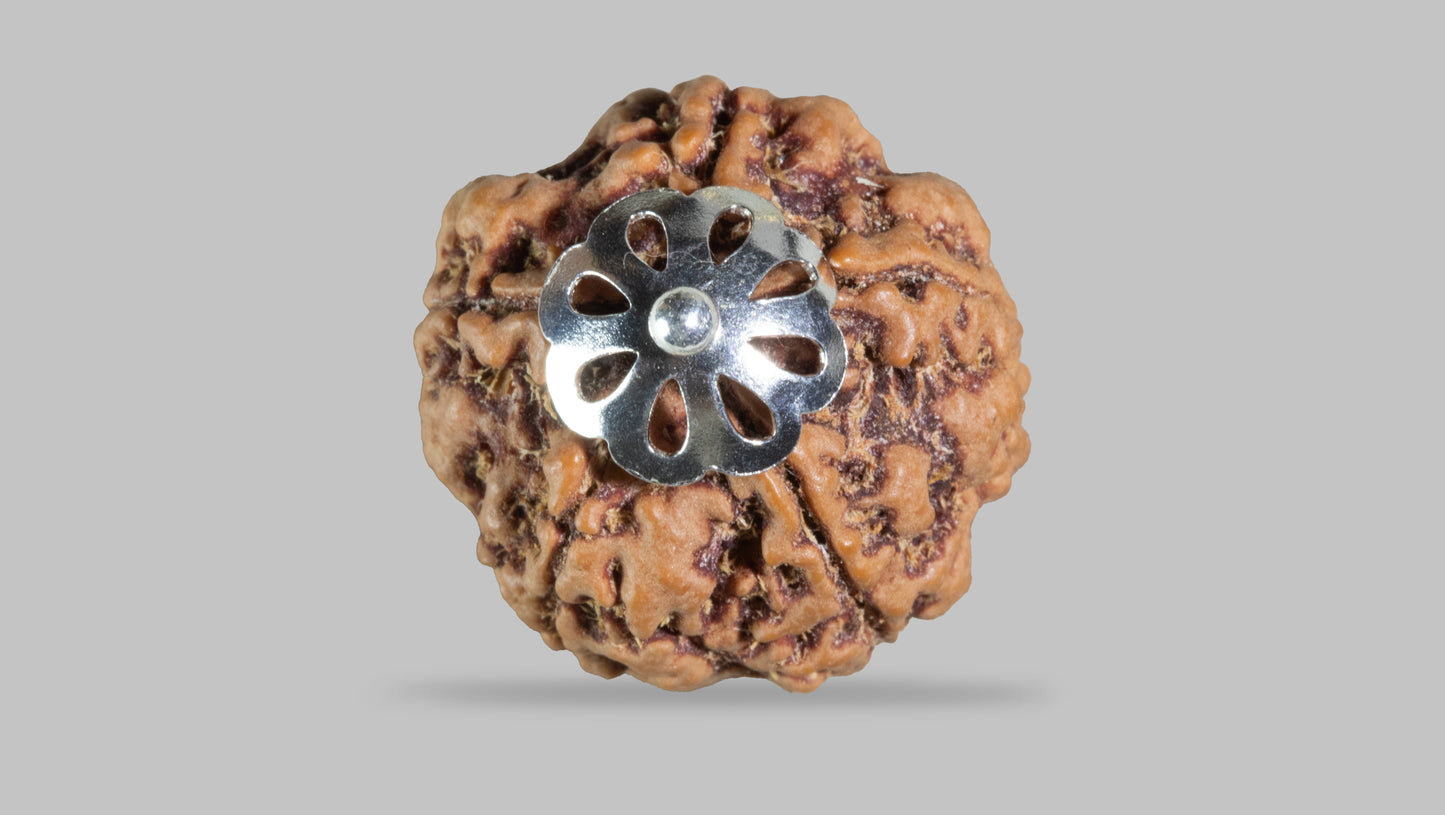 5 MUKHI RUDRAKSHA (22.40 mm)