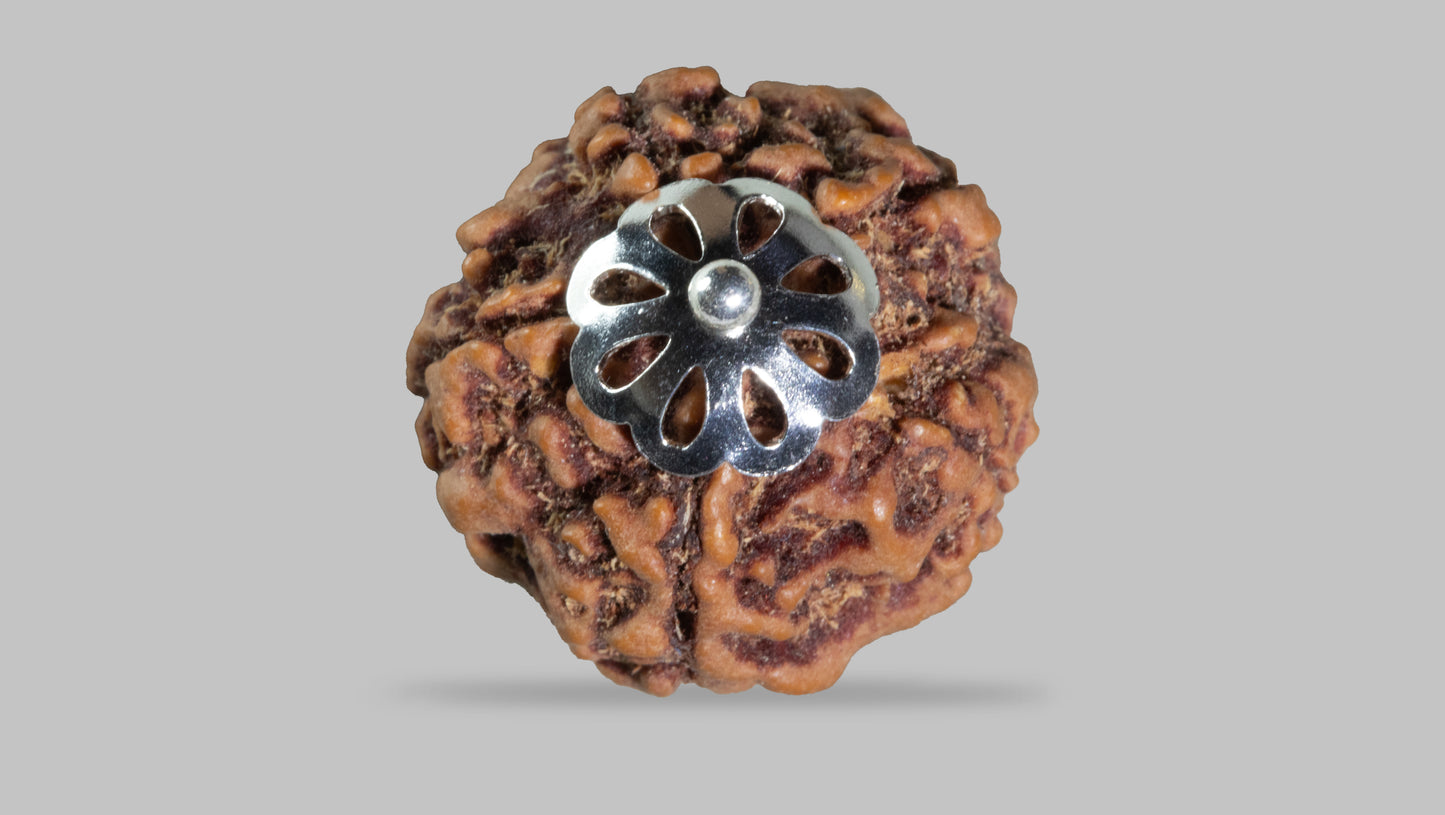 5 MUKHI RUDRAKSHA (22.45 mm)