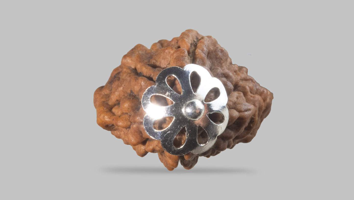 2 MUKHI RUDRAKSHA (28.31 mm)