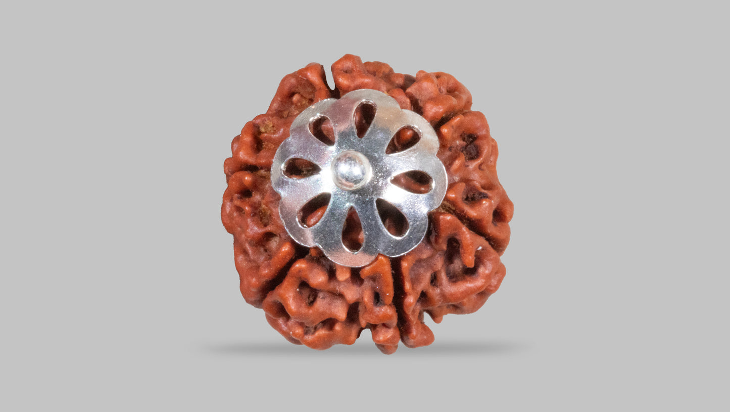 6 MUKHI RUDRAKSHA (18.97 mm)