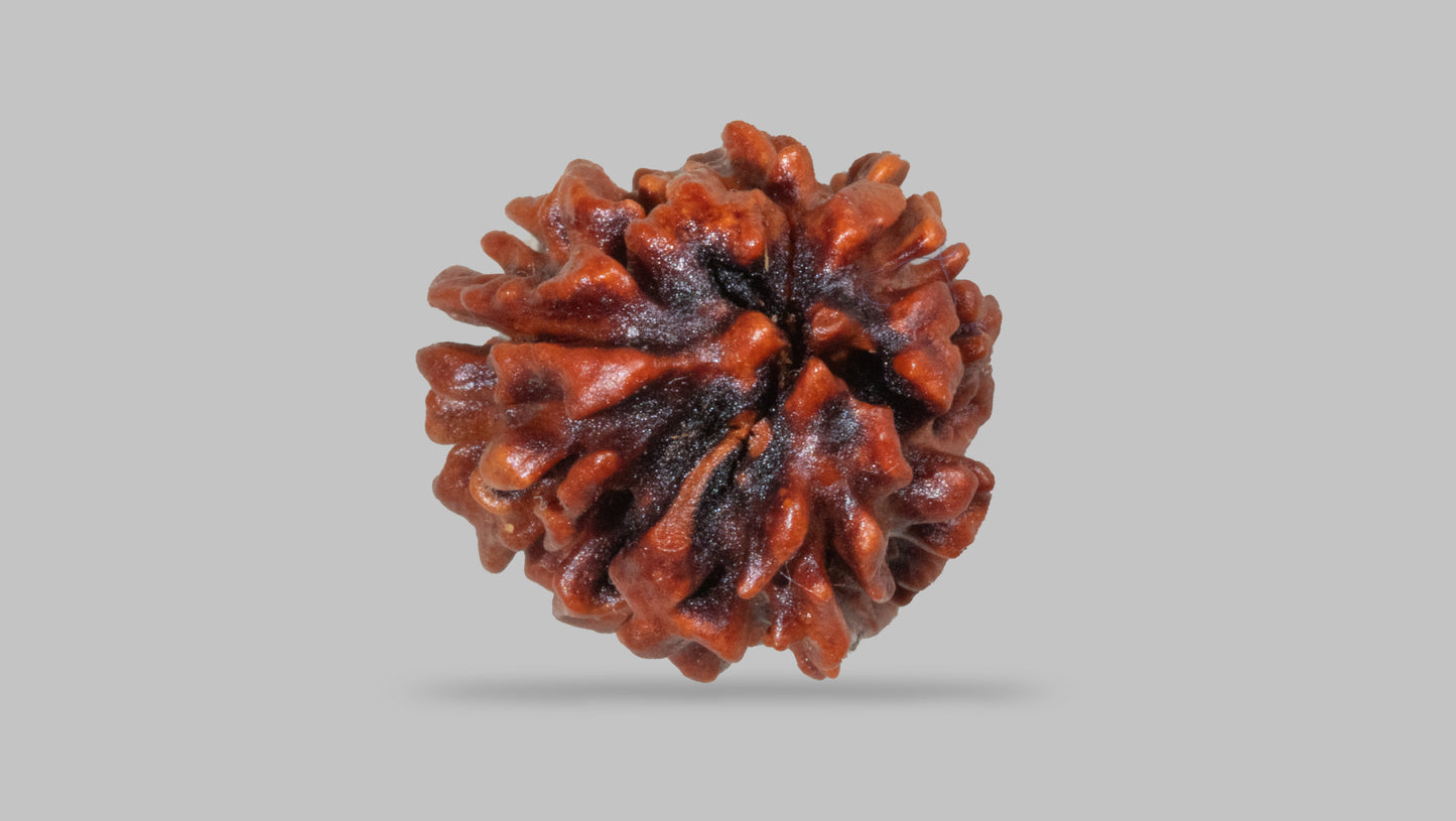 3 MUKHI RUDRAKSHA (22.70 mm)