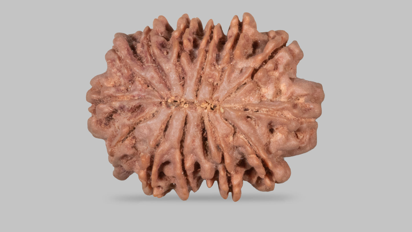 13 MUKHI RUDRAKSHA (28.15 mm)