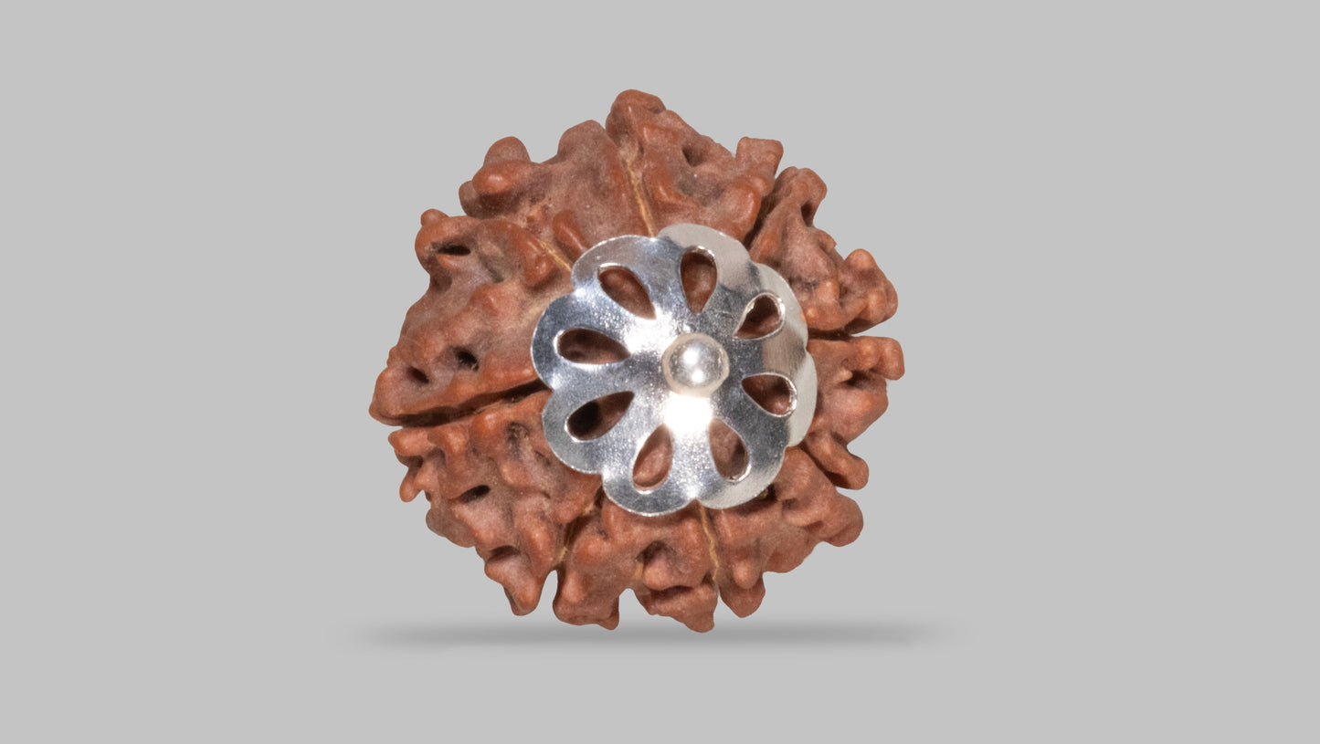 8 MUKHI RUDRAKSHA (20.30 mm)