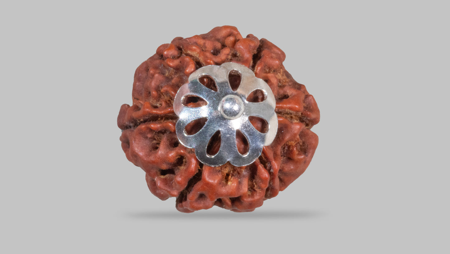 6 MUKHI RUDRAKSHA (19.15 mm)