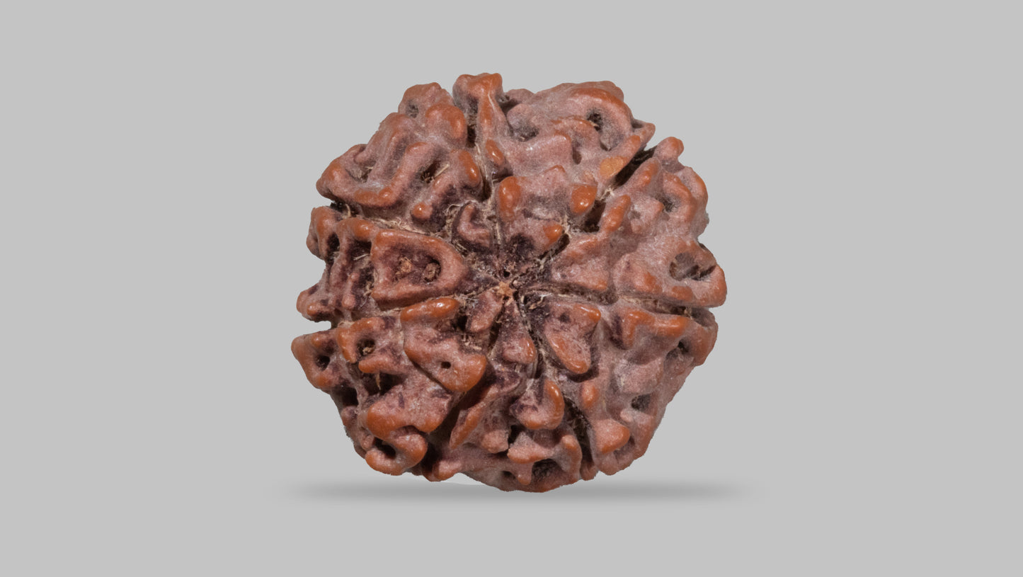 7 MUKHI RUDRAKSHA (23.70 mm)