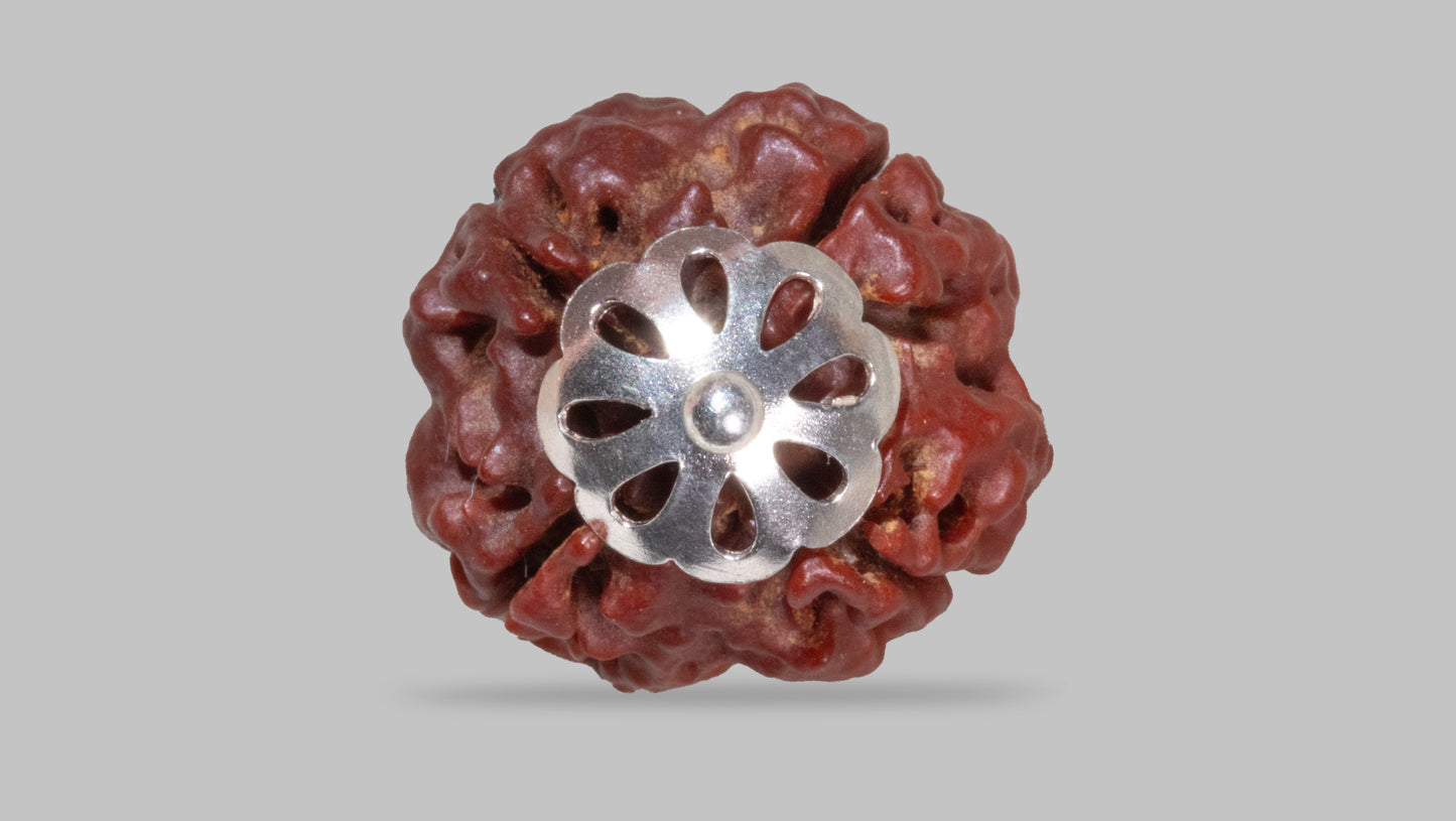 4 MUKHI RUDRAKSHA (19.85 mm)