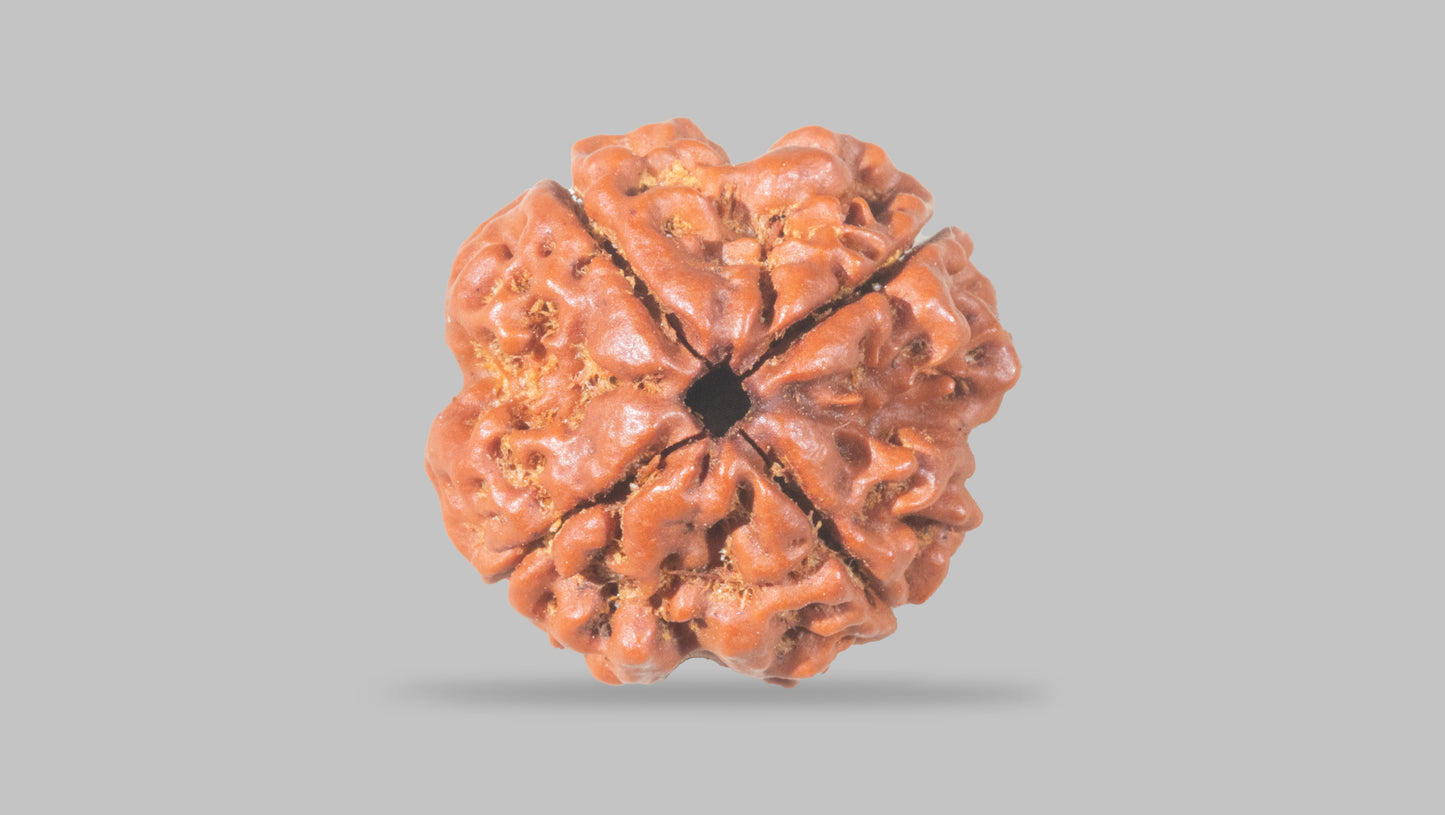4 MUKHI RUDRAKSHA (20.30 mm)