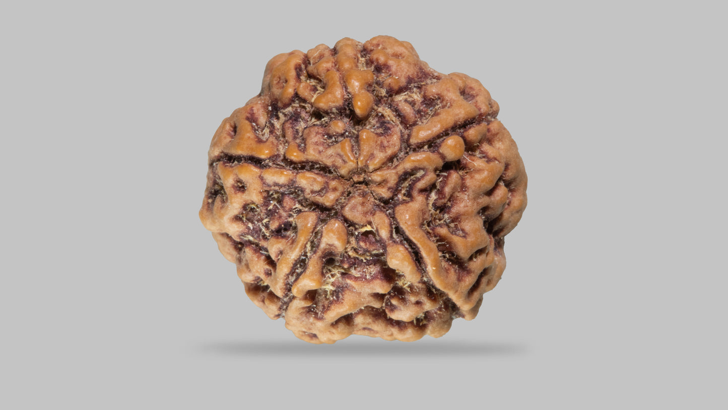 5 MUKHI RUDRAKSHA (21.75 mm)
