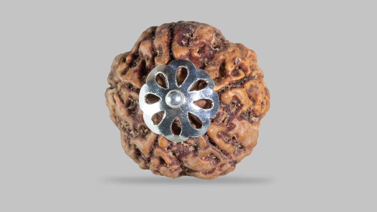 5 MUKHI RUDRAKSHA (22.11 mm)