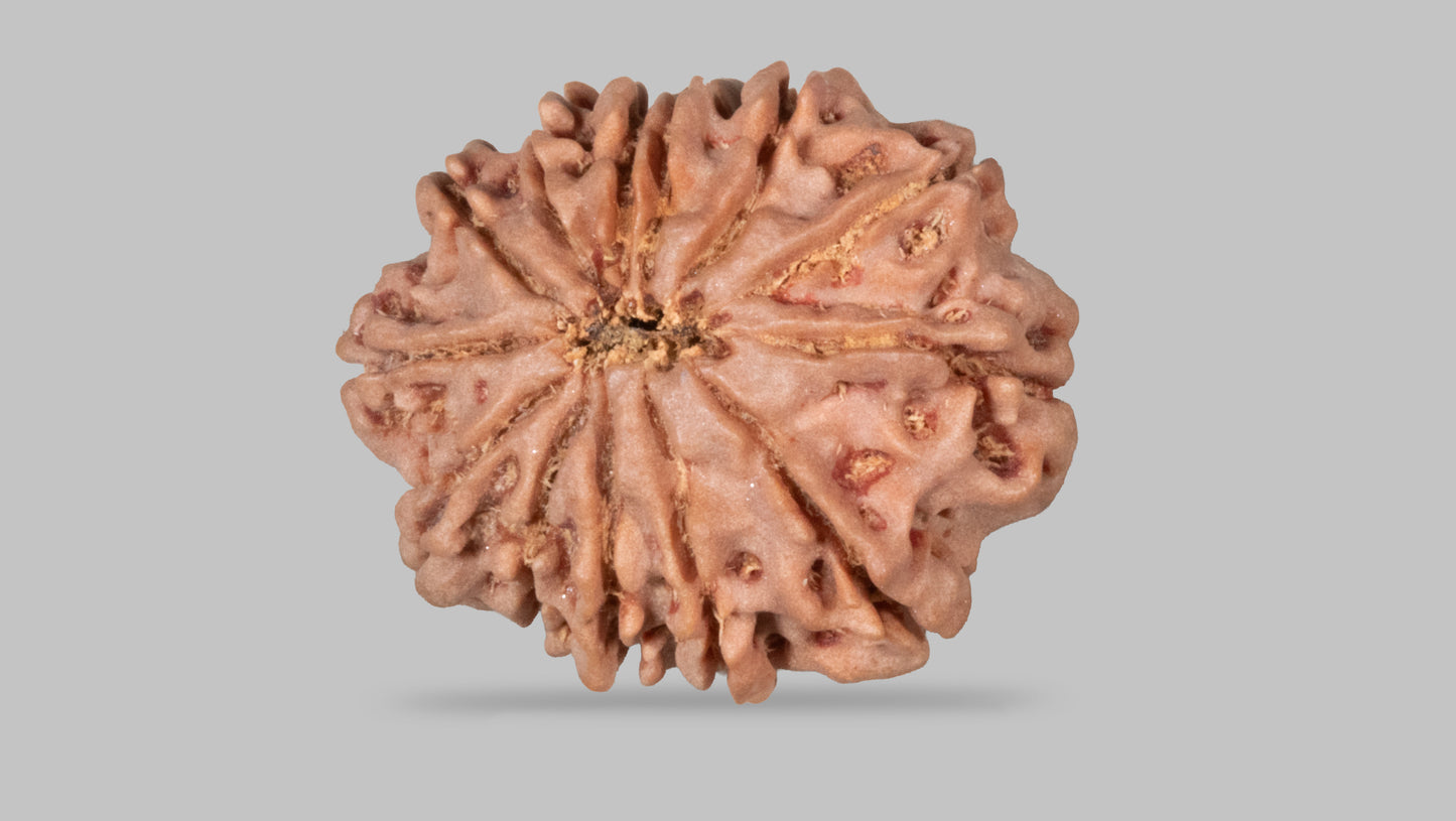 13 MUKHI RUDRAKSHA (26.65 mm)
