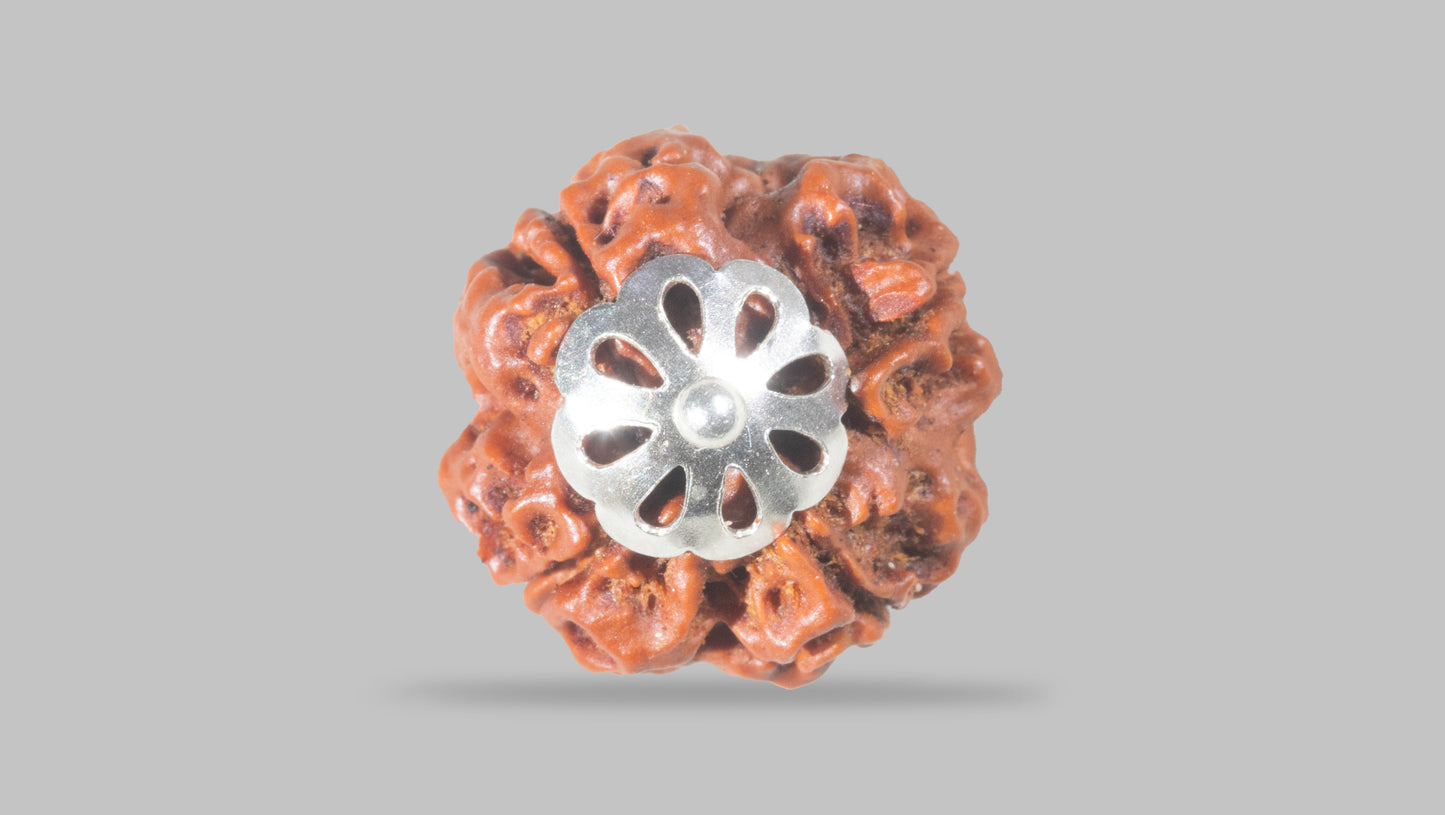 4 MUKHI RUDRAKSHA (20.52 mm)