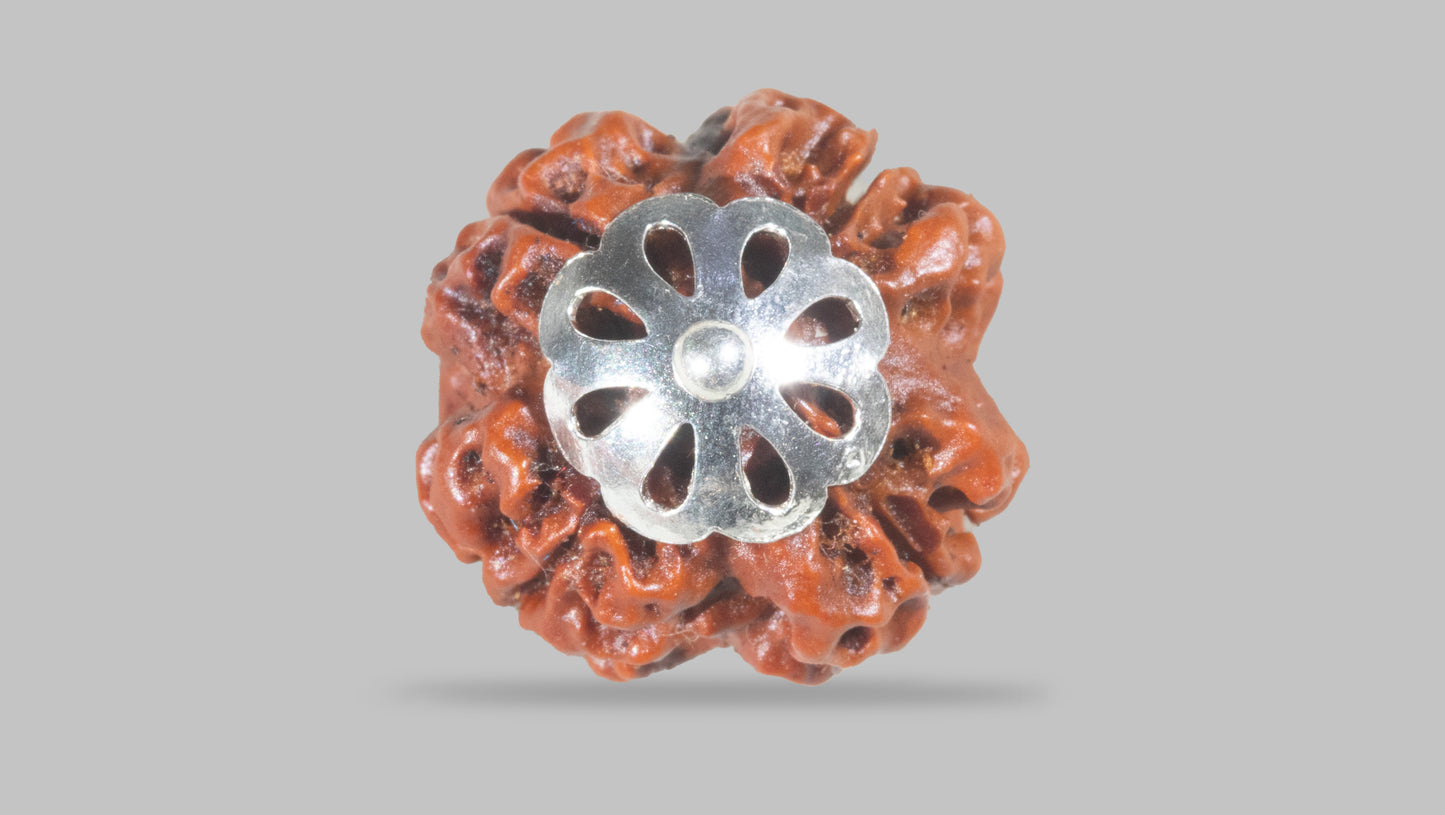 4 MUKHI RUDRAKSHA(18.96 mm)