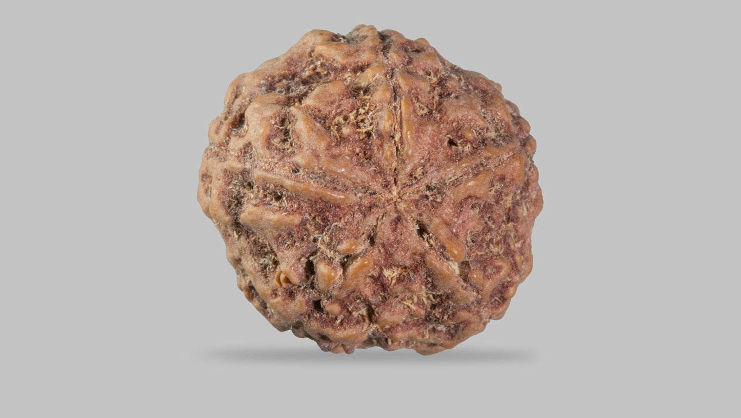 5 MUKHI RUDRAKSHA (23.55 mm)