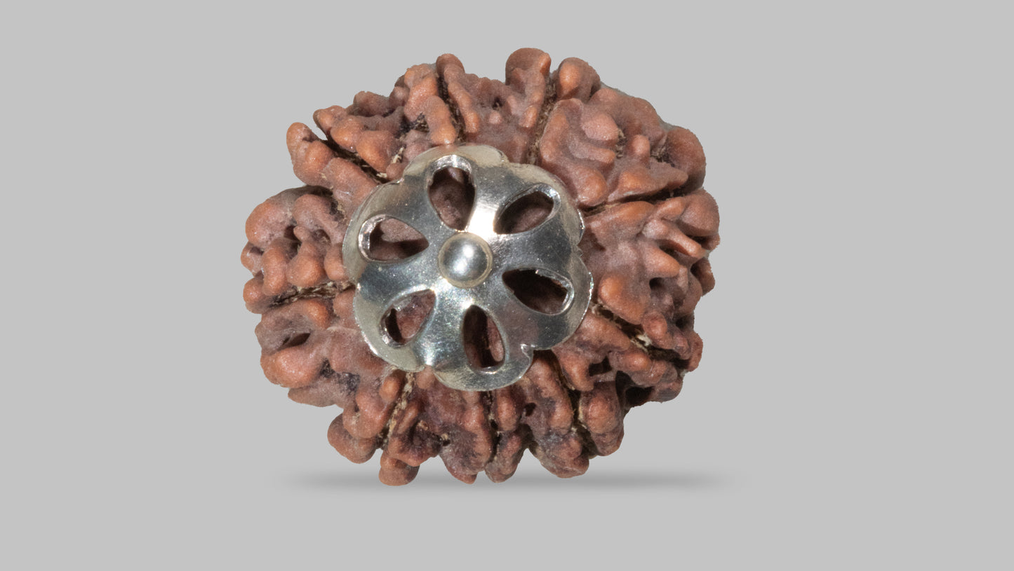 9 MUKHI RUDRAKSHA (22.49 mm)