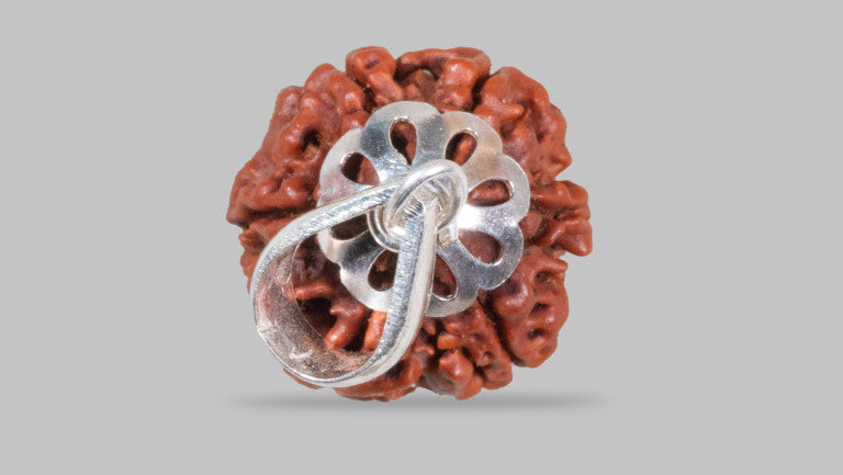 6 MUKHI RUDRAKSHA (18.97 mm)