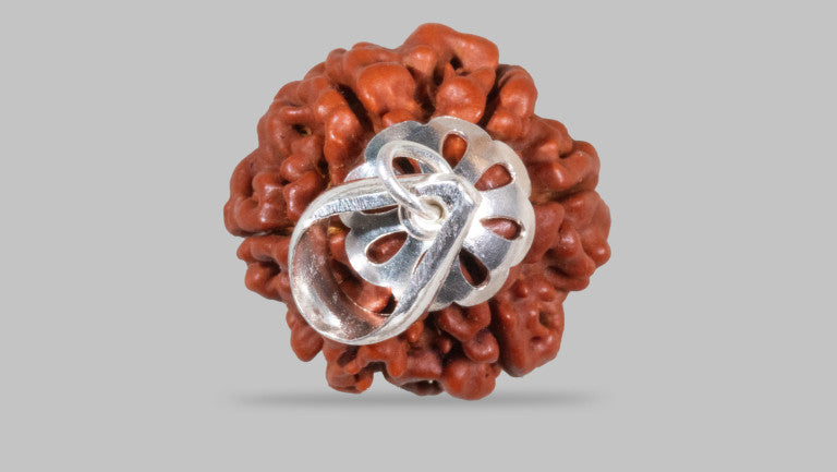 6 MUKHI RUDRAKSHA (20.70 mm)