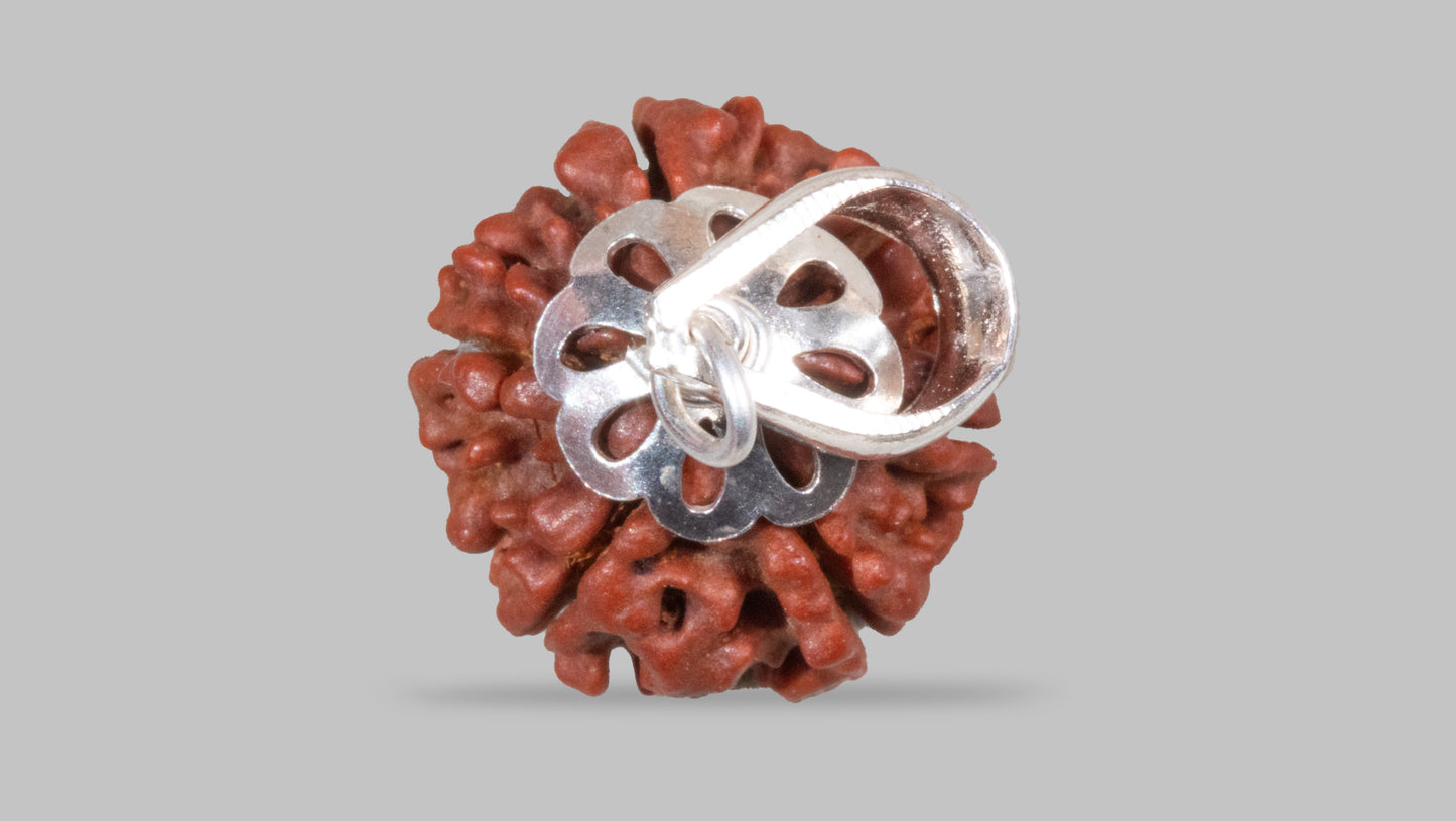 6 MUKHI RUDRAKSHA (18.58 mm)