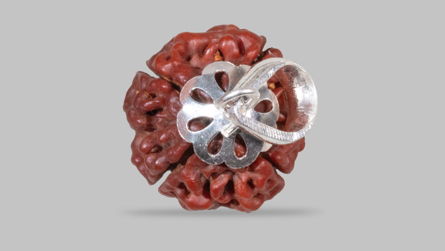 4 MUKHI RUDRAKSHA (19.85 mm)