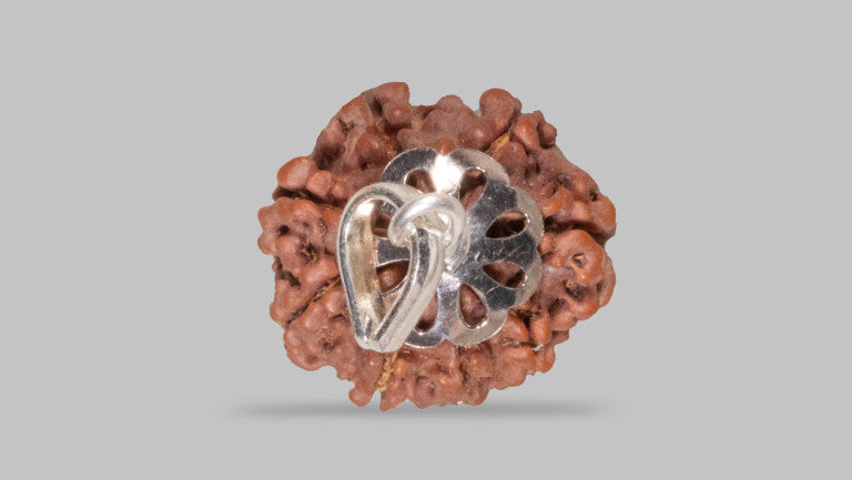 8 MUKHI RUDRAKSHA (20.95 mm)