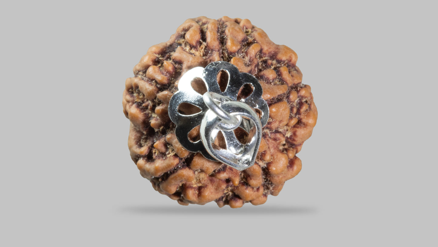 5 MUKHI RUDRAKSHA (22.04 mm)