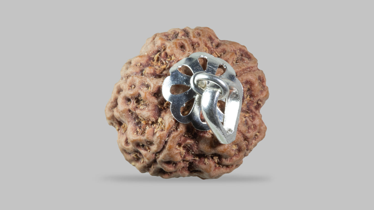 5 MUKHI RUDRAKSHA (22.60 mm)