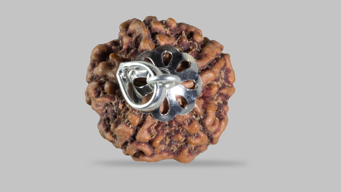 5 MUKHI RUDRAKSHA (22.45 mm)