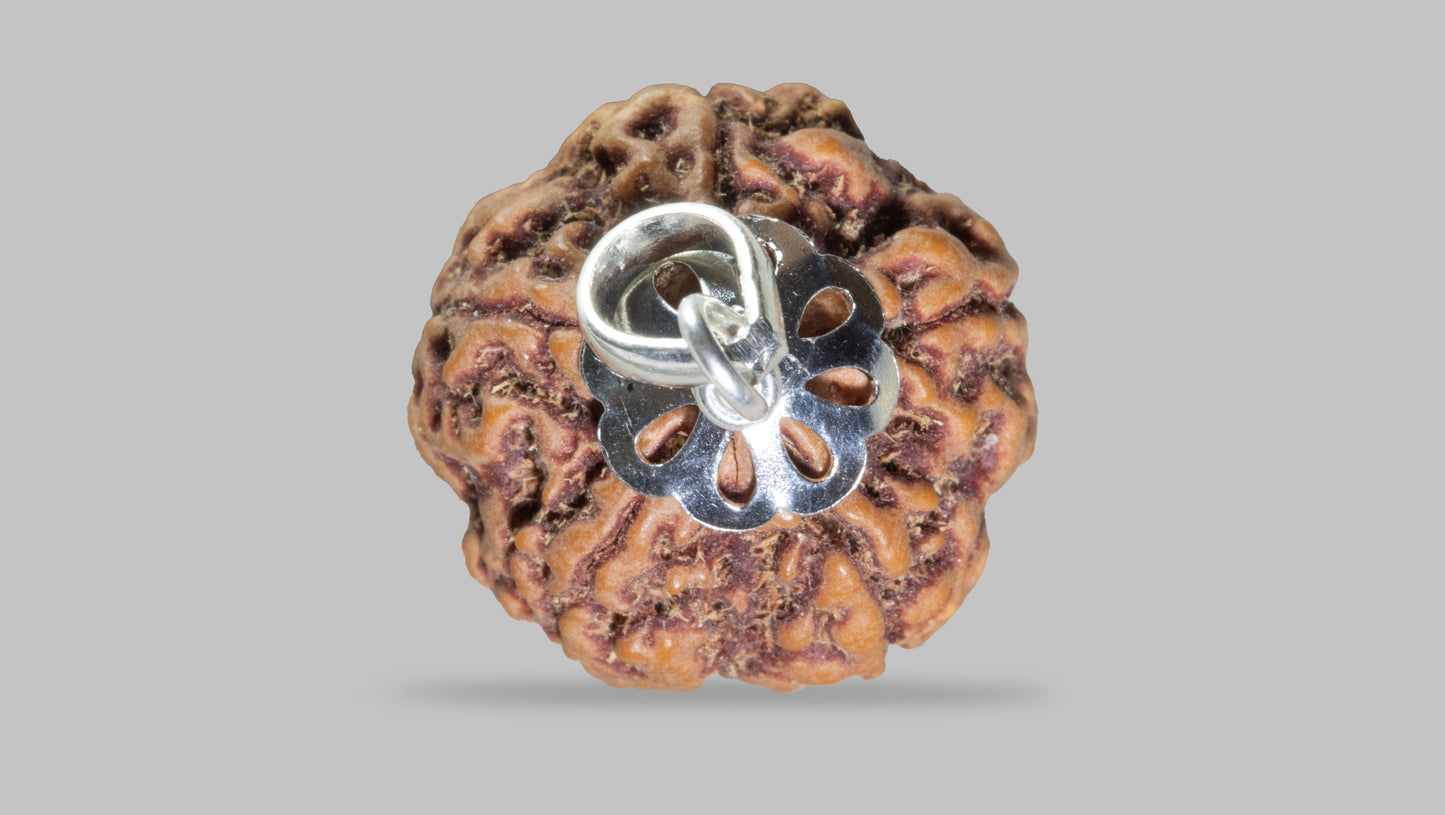 5 MUKHI RUDRAKSHA (22.11 mm)