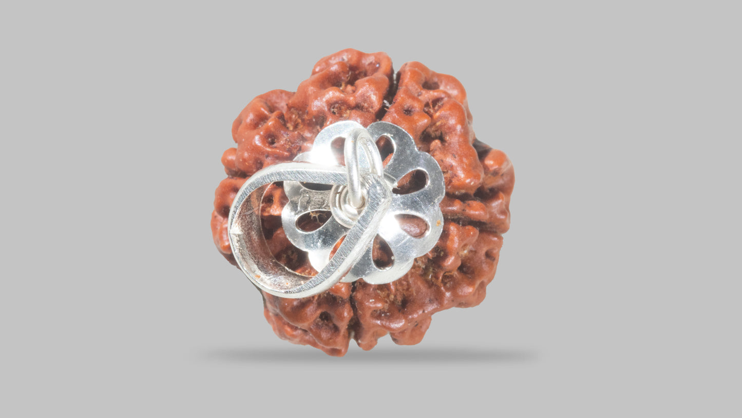 4 MUKHI RUDRAKSHA (20.52 mm)