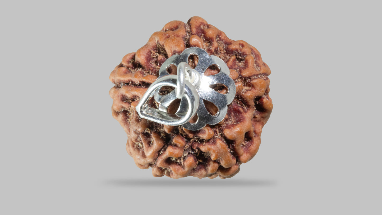 5 MUKHI RUDRAKSHA (22.36 mm)