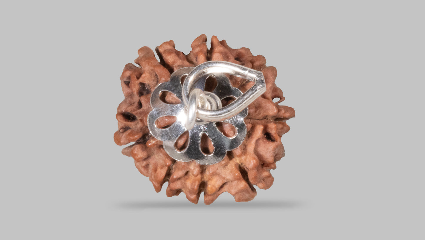 8 MUKHI RUDRAKSHA (20.06 mm)