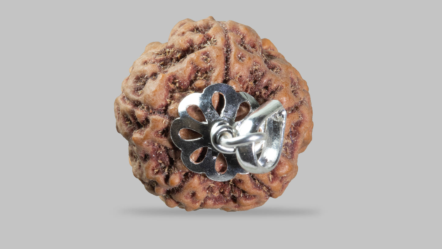 5 MUKHI RUDRAKSHA (22.65 mm)