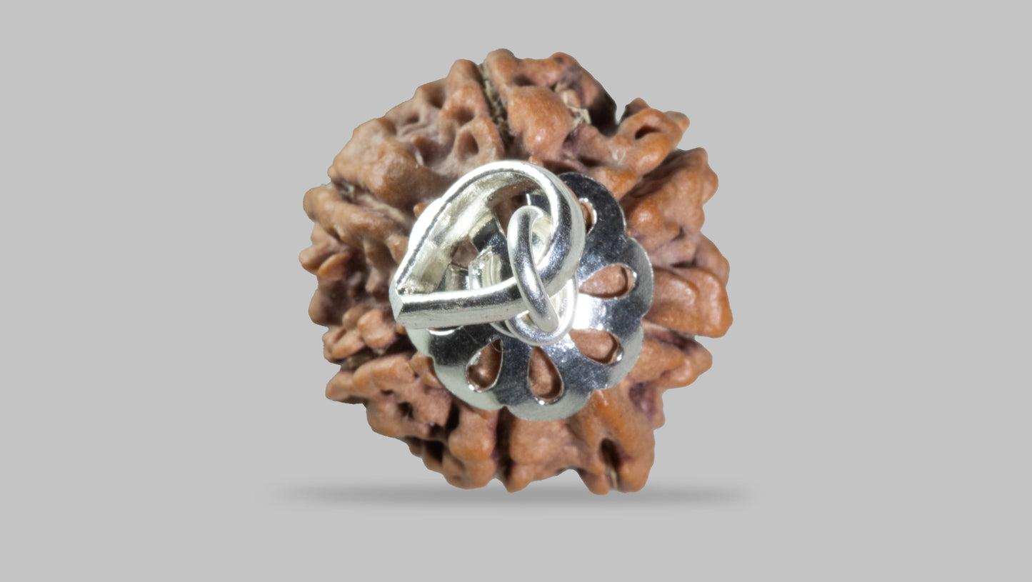 7 MUKHI RUDRAKSHA (20.25 mm)