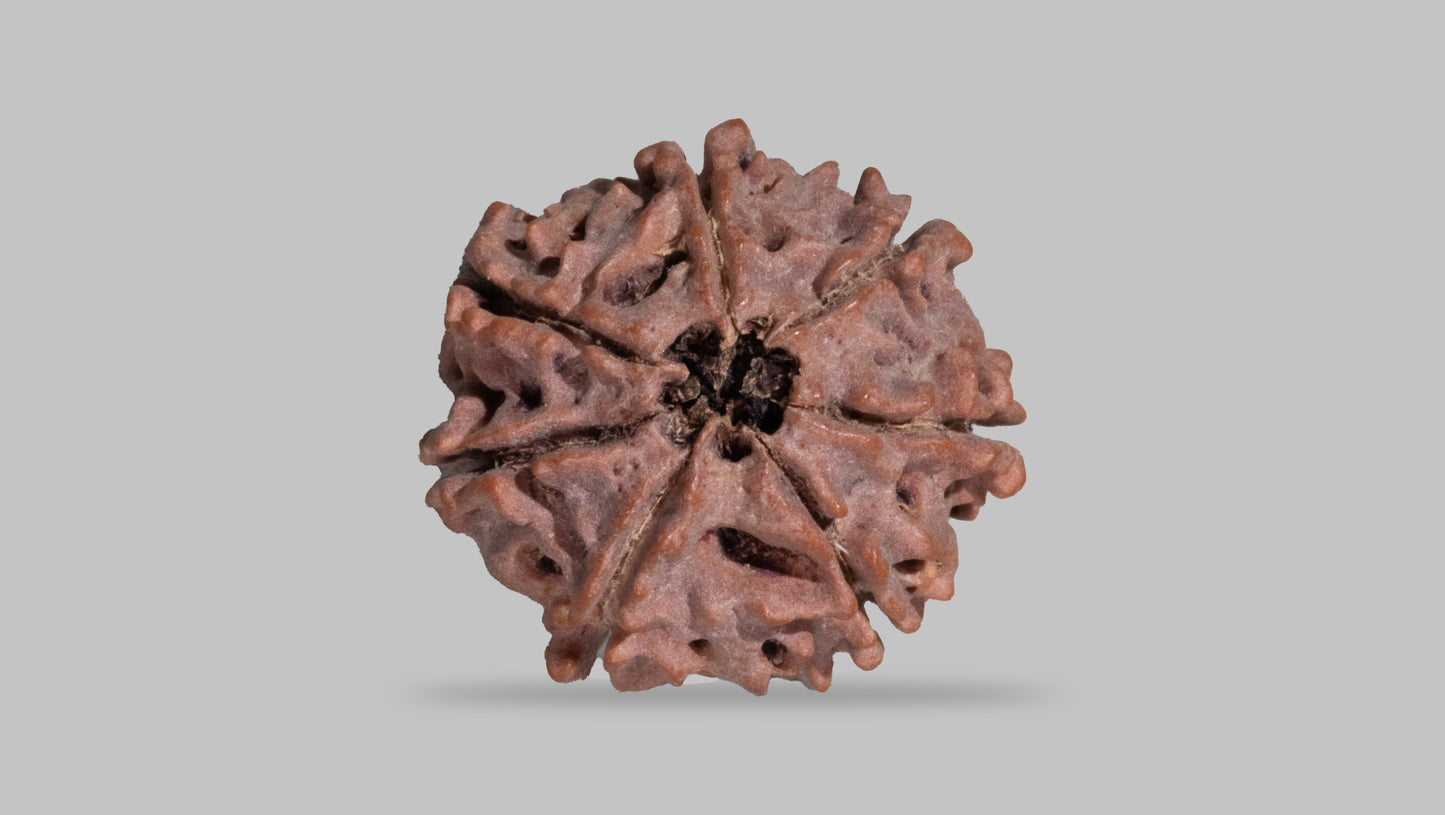 7 MUKHI RUDRAKSHA (22.40 mm)