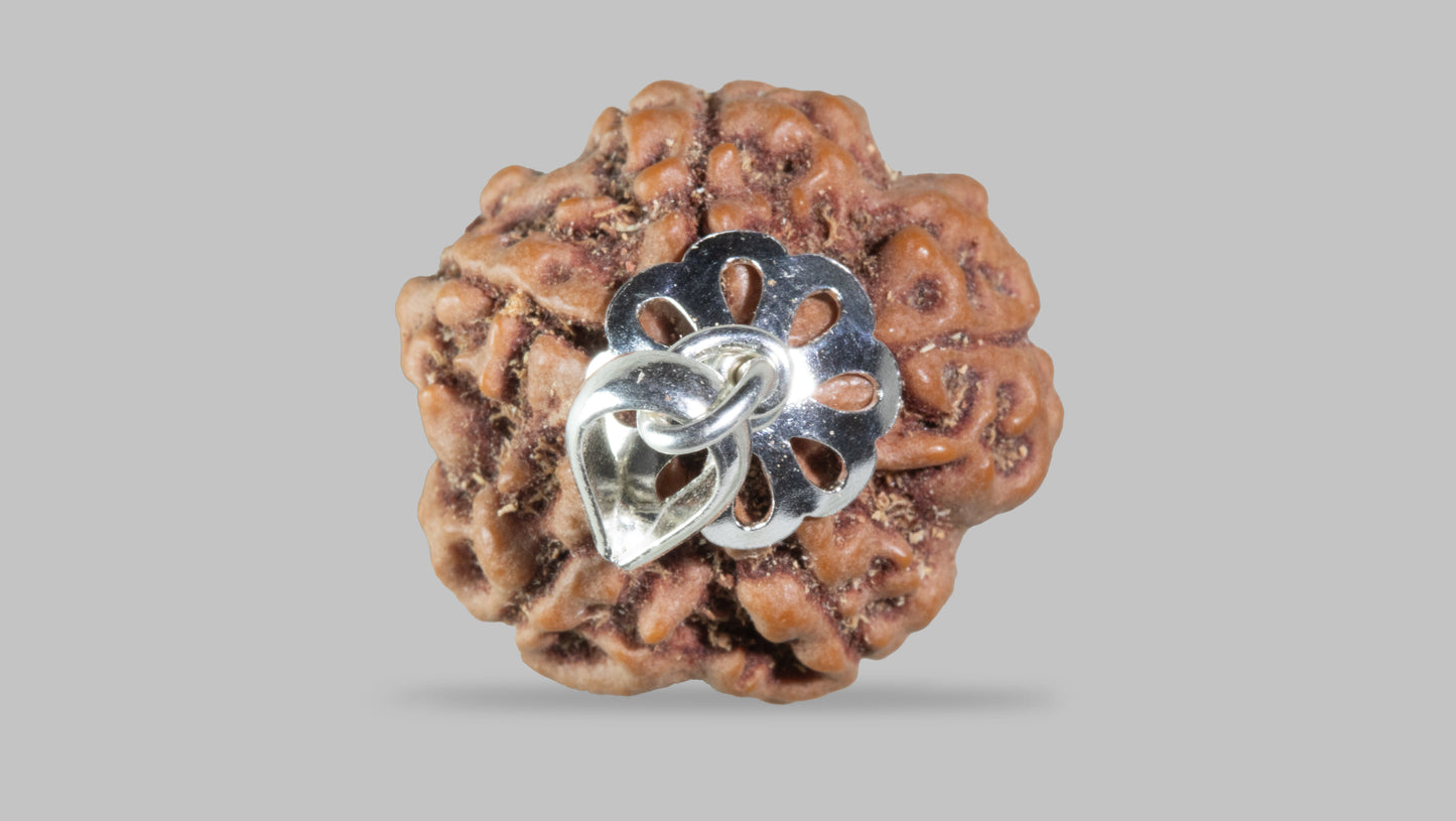 5 MUKHI RUDRAKSHA (23.45 mm)