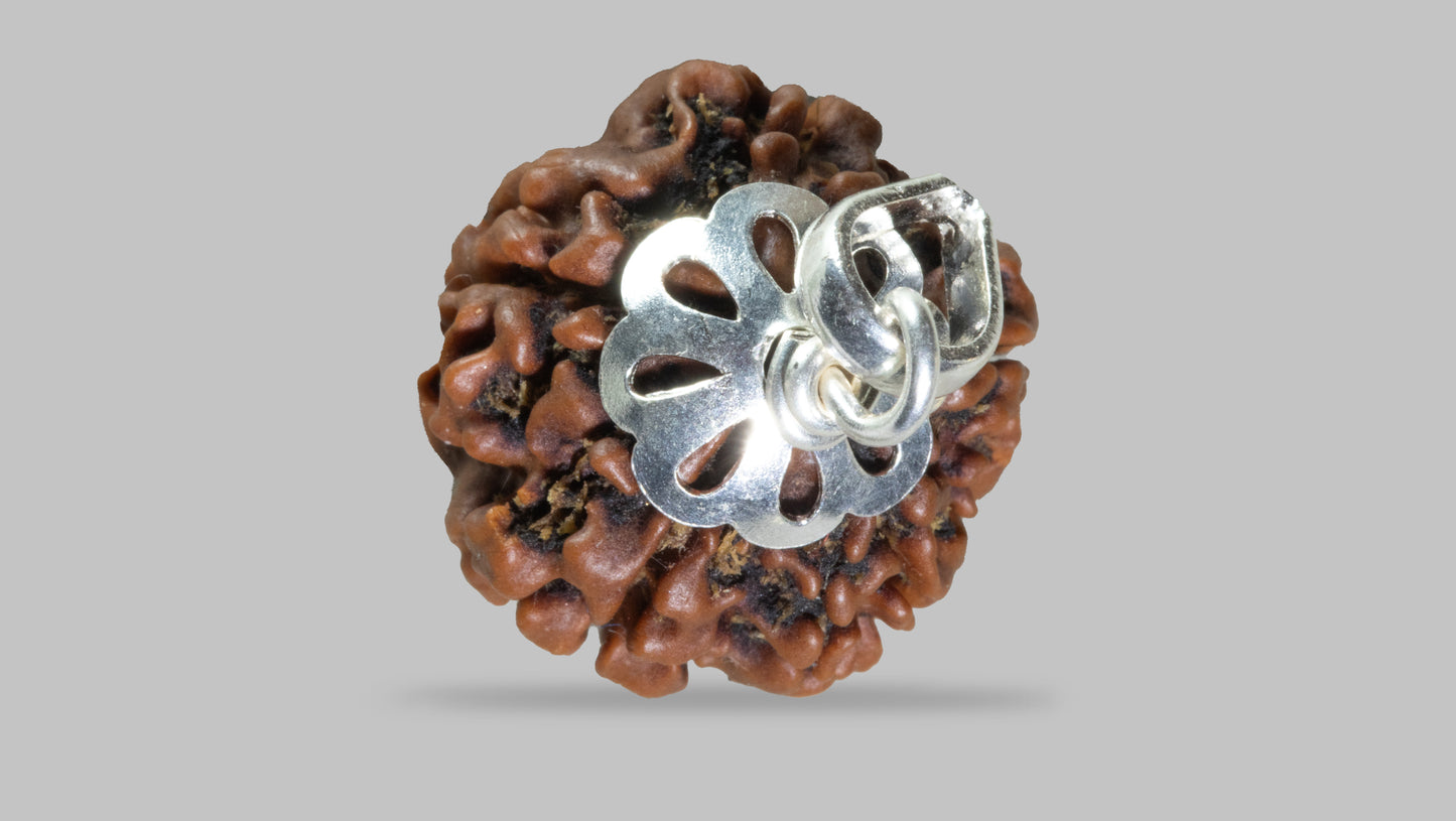 5 MUKHI RUDRAKSHA (19.22 mm)