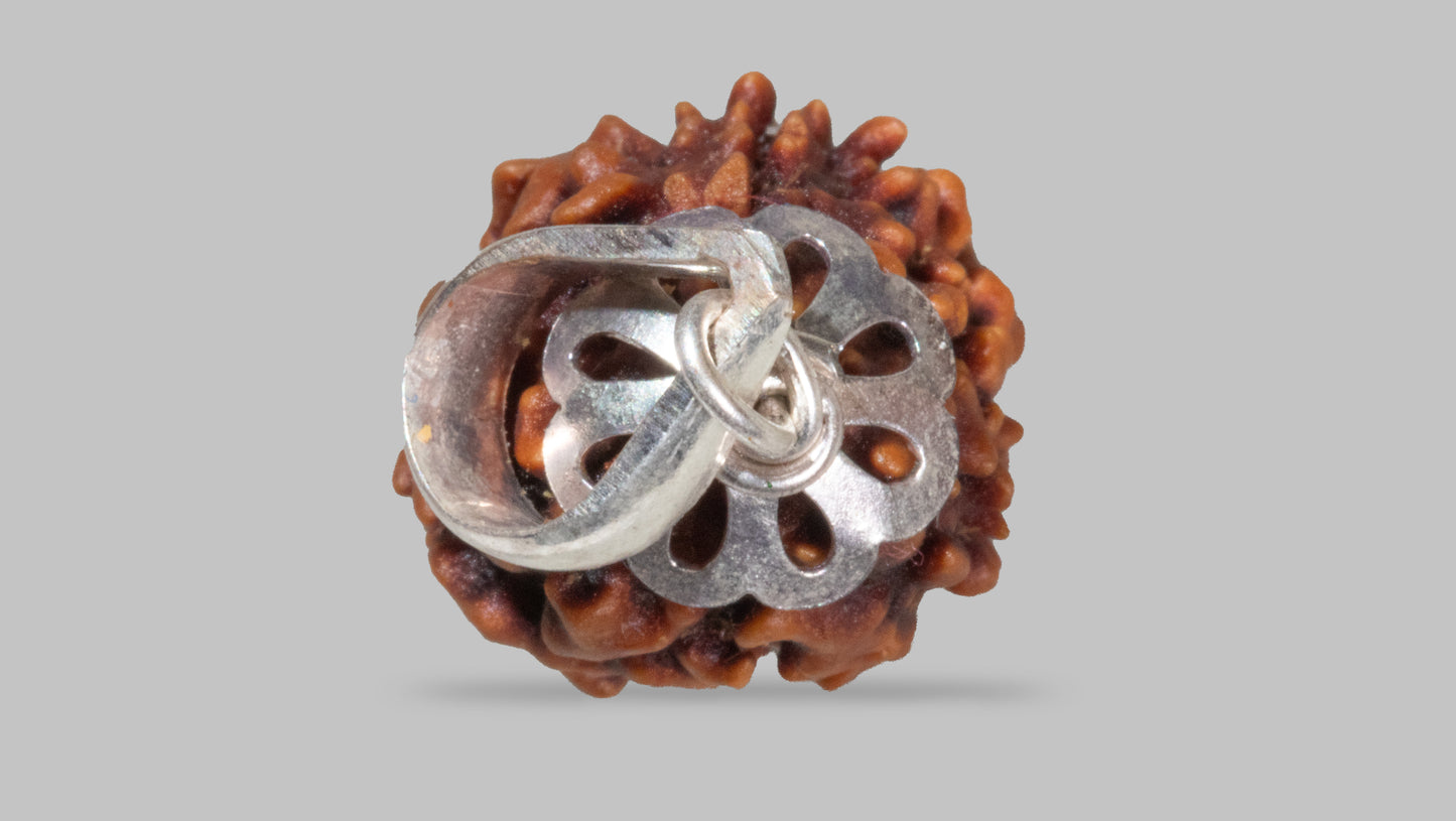 3 MUKHI RUDRAKSHA (20.81 mm)