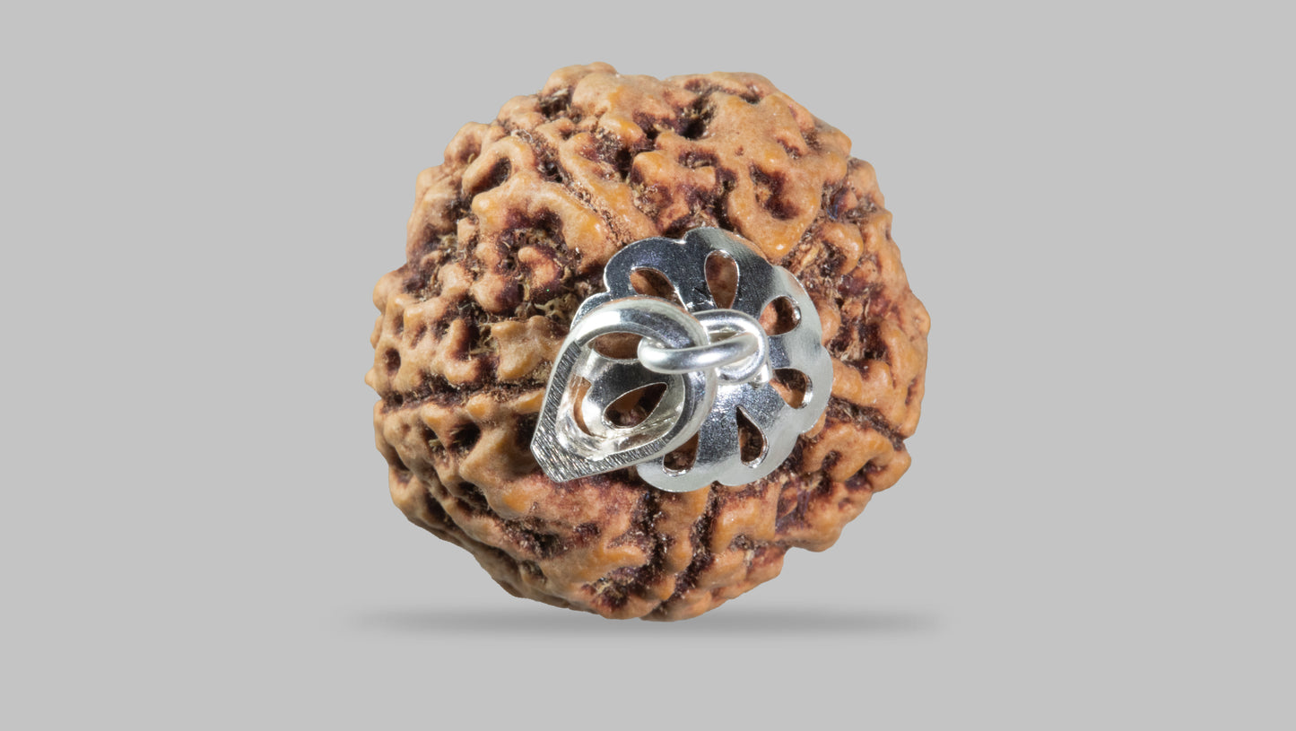 5 MUKHI RUDRAKSHA (23.18 mm)