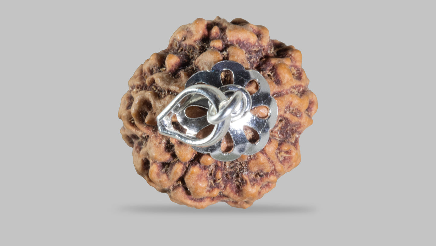 5 MUKHI RUDRAKSHA (21.88 mm)