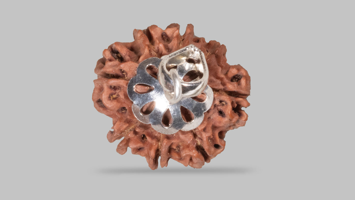 8 MUKHI RUDRAKSHA (20.40 mm)