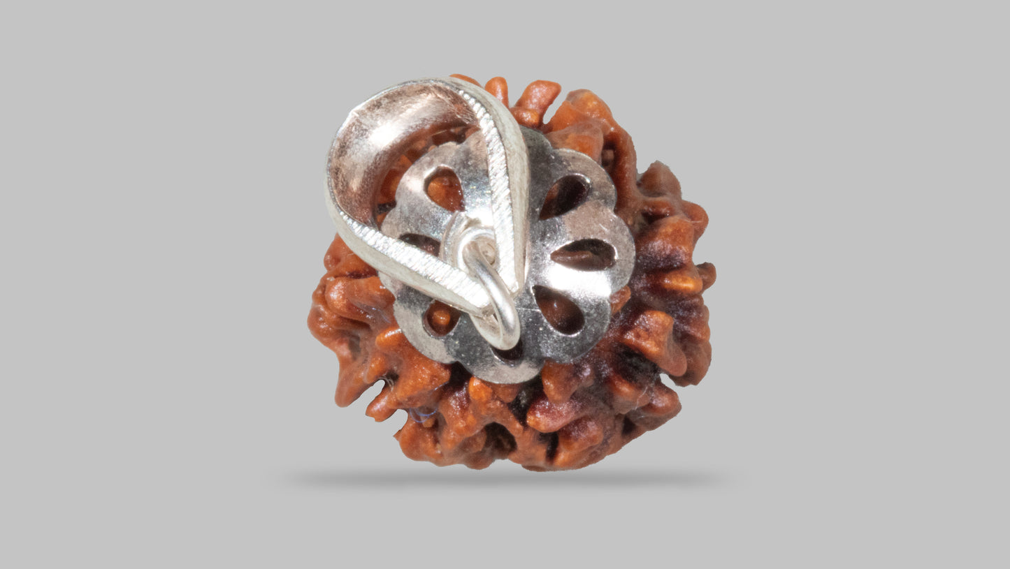 3 MUKHI RUDRAKSHA (21.06 mm)