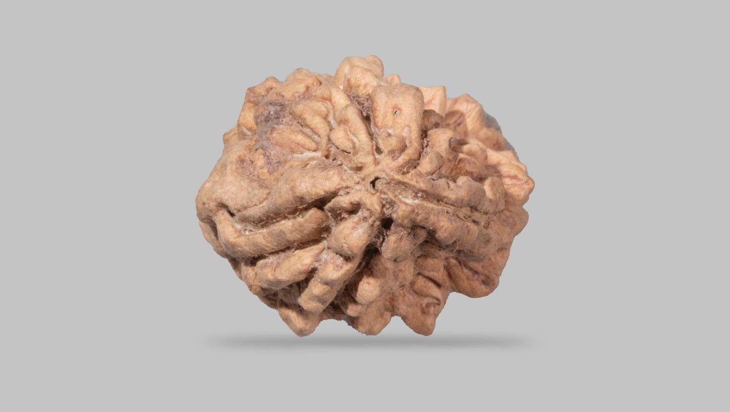 1 MUKHI RUDRAKSHA (29.00 mm)