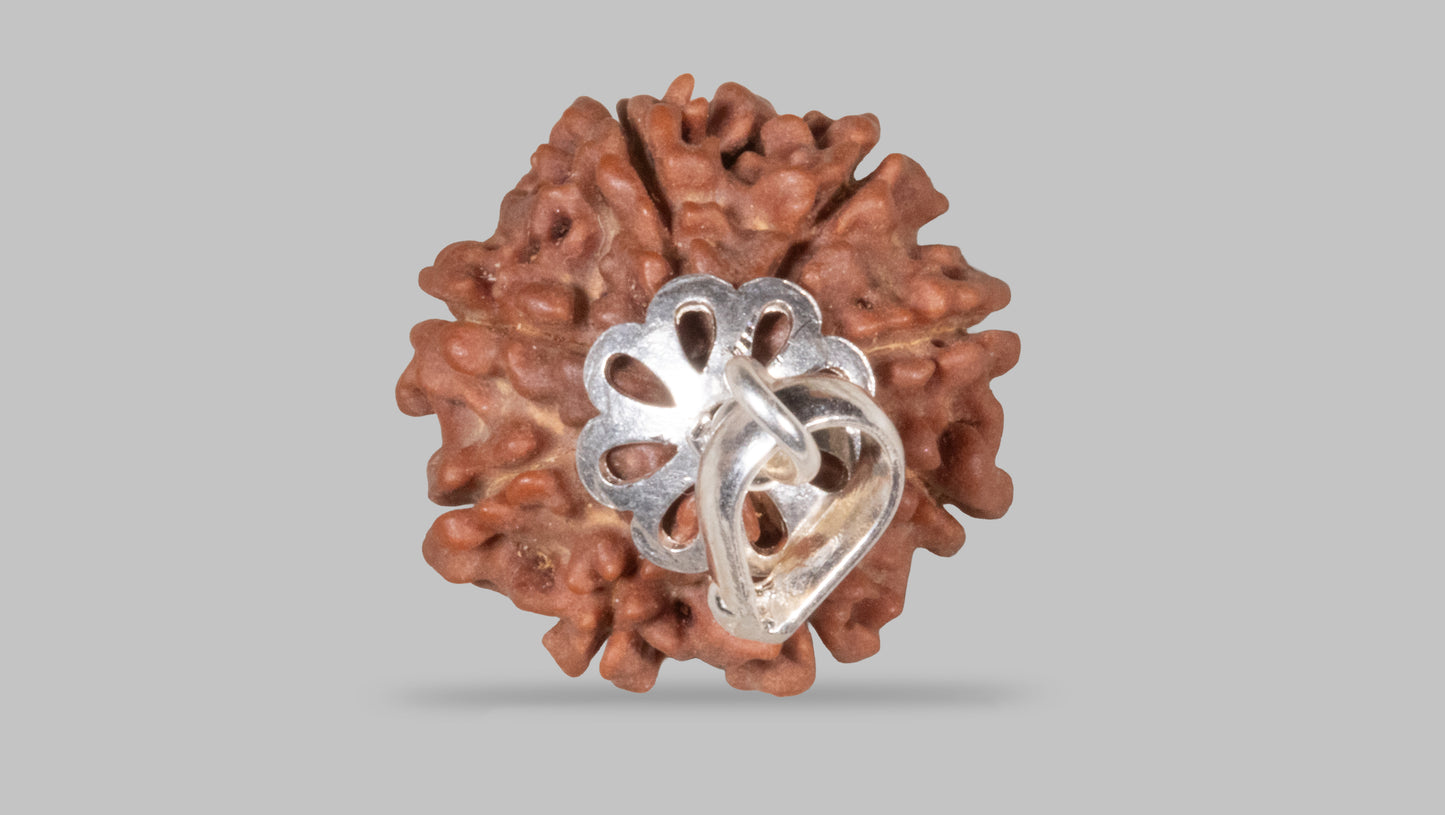 8 MUKHI RUDRAKSHA (20.30 mm)