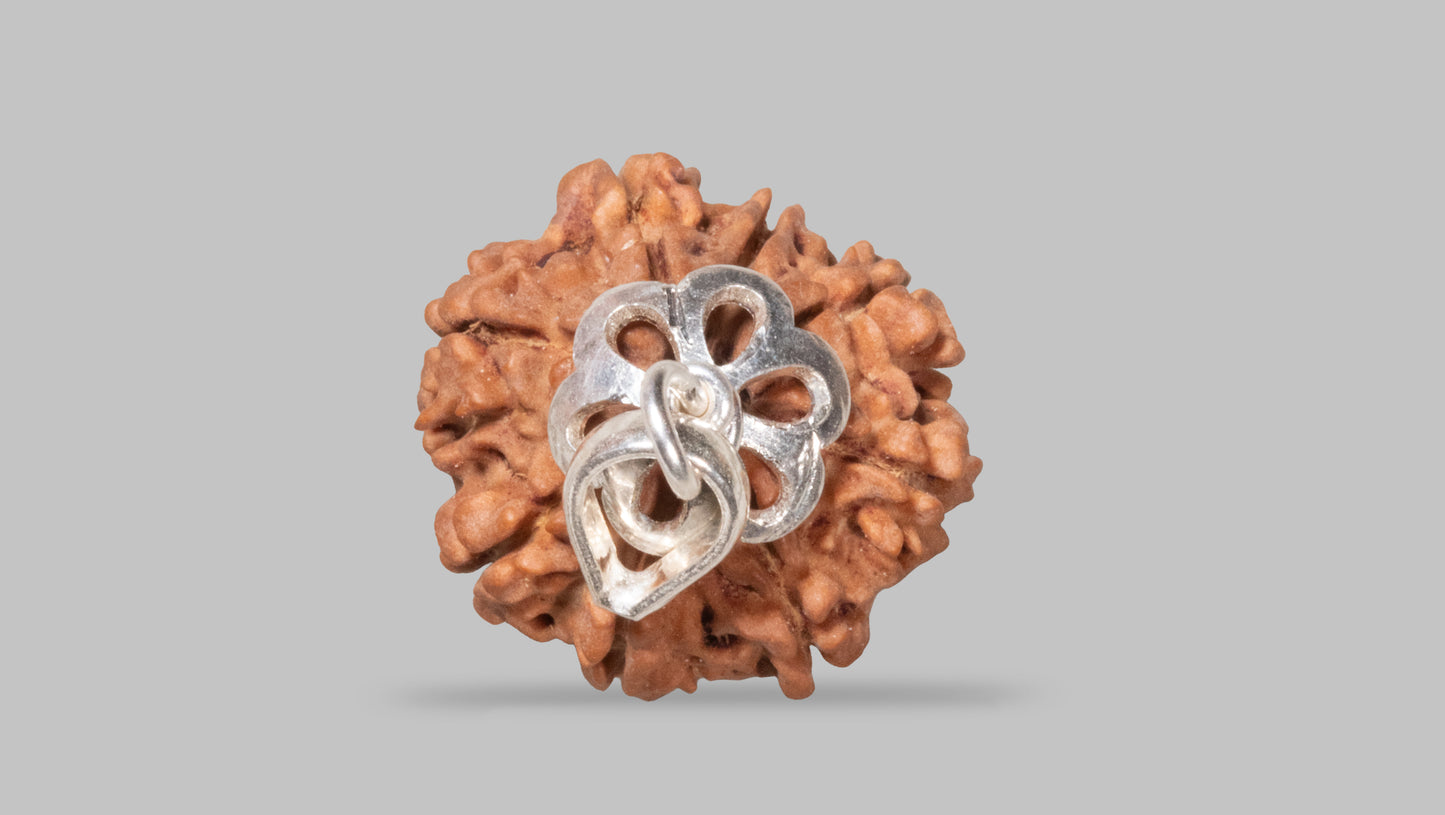 8 MUKHI RUDRAKSHA (21.01 mm)